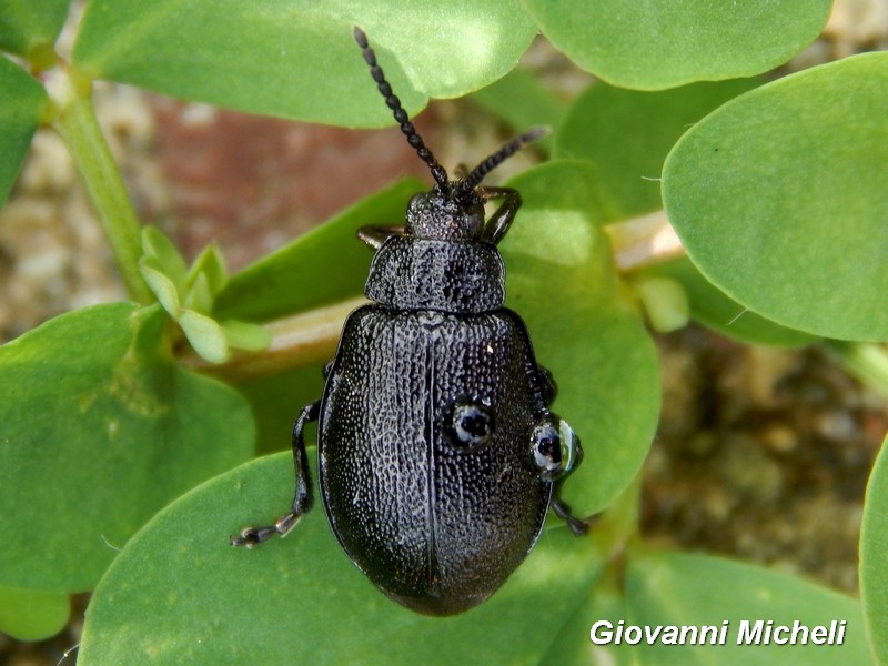 Galeruca tanaceti, Chrysomelidae